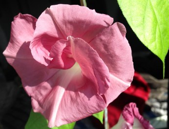 A morning glory showing interesting effects from heavy pesticide spraying